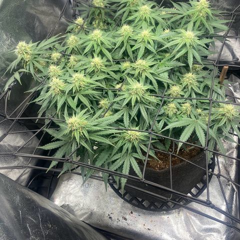 Milky Way F1 (Royal Queen Seeds) growlog timeline photo