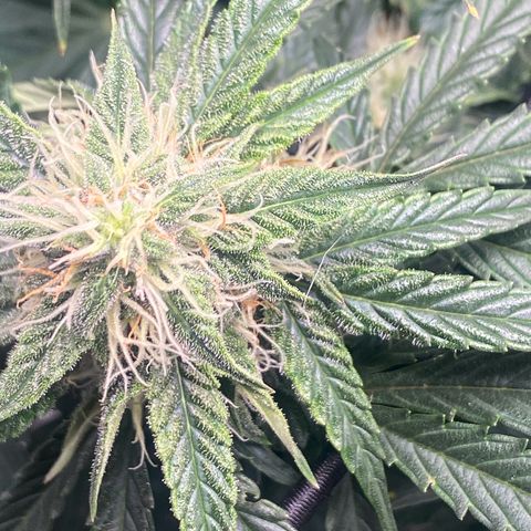 Milky Way F1 (Royal Queen Seeds) growlog timeline photo