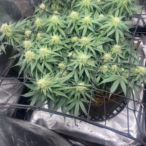 Milky Way F1 (Royal Queen Seeds) growlog timeline photo