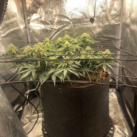 Milky Way F1 (Royal Queen Seeds) growlog timeline photo