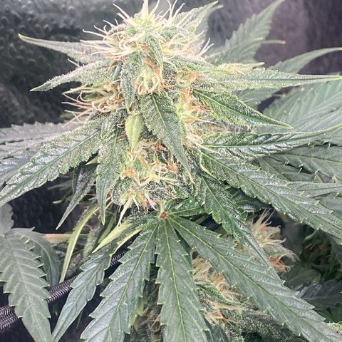 Milky Way F1 (Royal Queen Seeds) growlog timeline photo