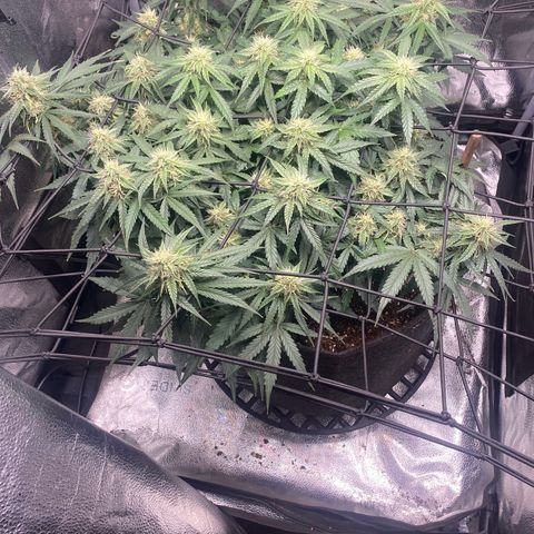 Milky Way F1 (Royal Queen Seeds) growlog timeline photo