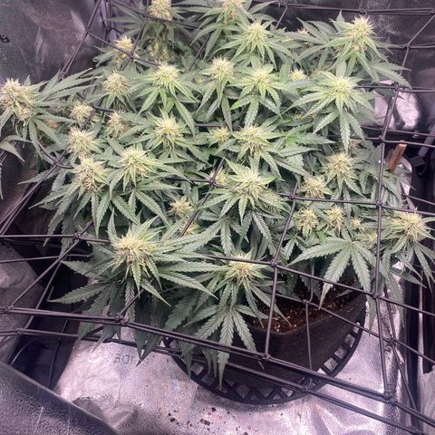 Milky Way F1 (Royal Queen Seeds) growlog timeline photo