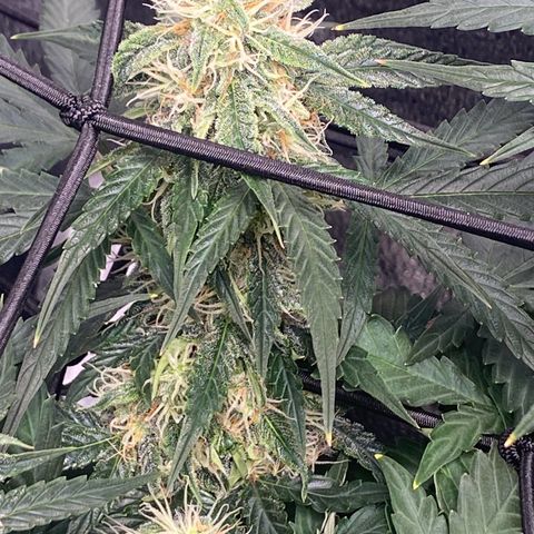 Milky Way F1 (Royal Queen Seeds) growlog timeline photo