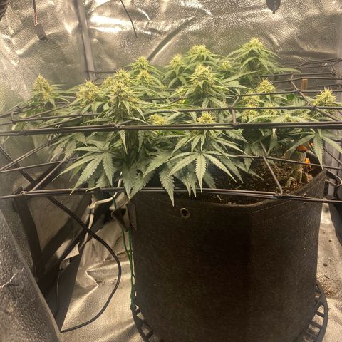 Milky Way F1 (Royal Queen Seeds) growlog timeline photo