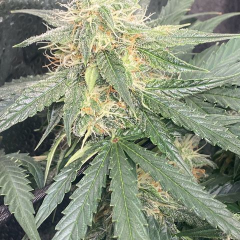 Milky Way F1 (Royal Queen Seeds) growlog timeline photo