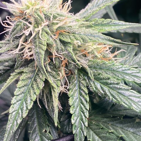 Milky Way F1 (Royal Queen Seeds) growlog timeline photo