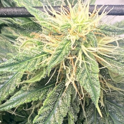 Milky Way F1 (Royal Queen Seeds) growlog timeline photo