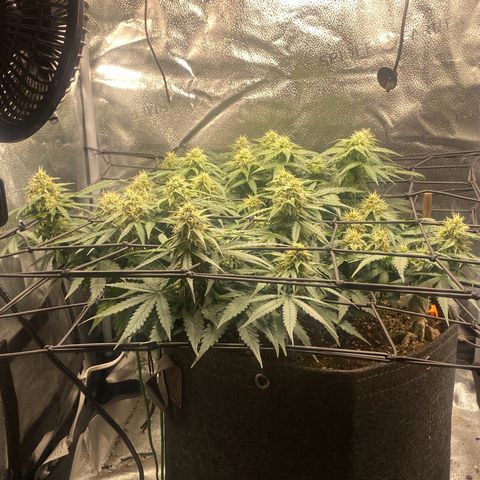 Milky Way F1 (Royal Queen Seeds) growlog timeline photo
