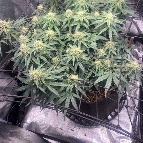 Milky Way F1 (Royal Queen Seeds) growlog timeline photo