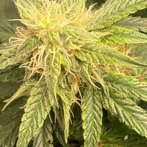 Milky Way F1 (Royal Queen Seeds) growlog timeline photo