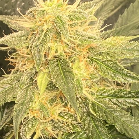 Milky Way F1 (Royal Queen Seeds) growlog timeline photo