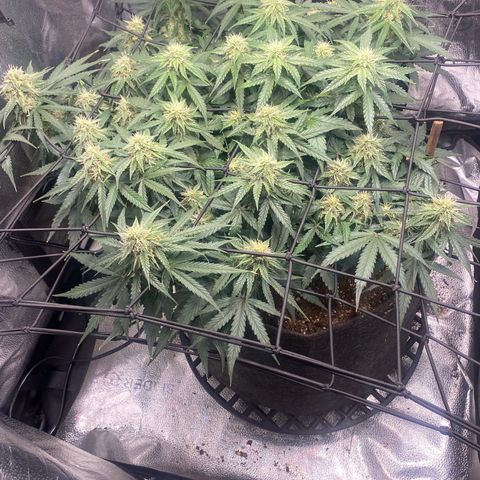 Milky Way F1 (Royal Queen Seeds) growlog timeline photo