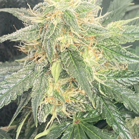 Milky Way F1 (Royal Queen Seeds) growlog timeline photo
