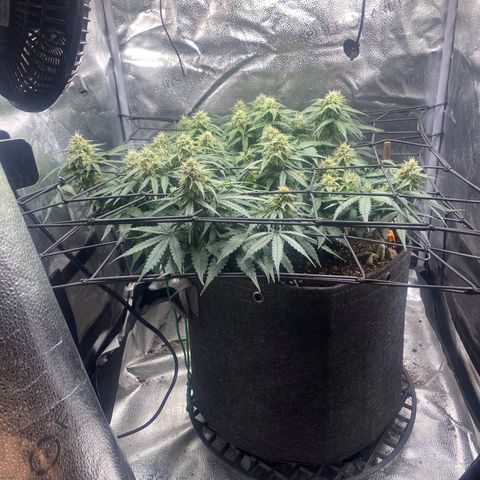 Milky Way F1 (Royal Queen Seeds) growlog timeline photo