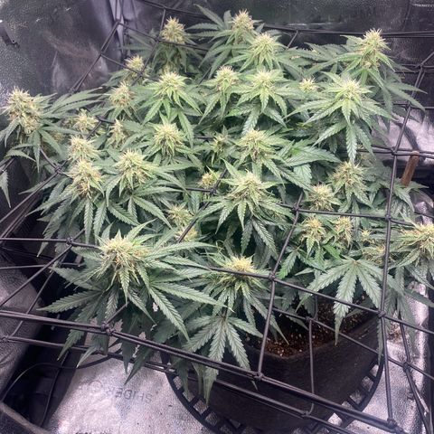 Milky Way F1 (Royal Queen Seeds) growlog timeline photo
