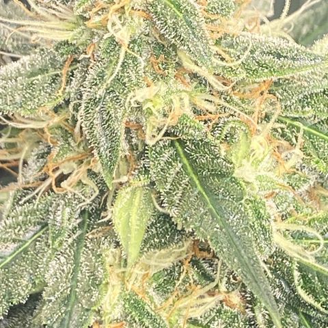 Milky Way F1 (Royal Queen Seeds) growlog timeline photo