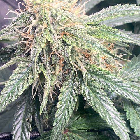 Milky Way F1 (Royal Queen Seeds) growlog timeline photo