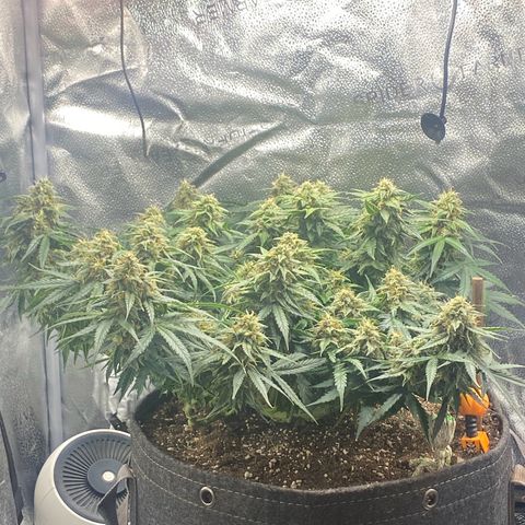 Milky Way F1 (Royal Queen Seeds) growlog timeline photo