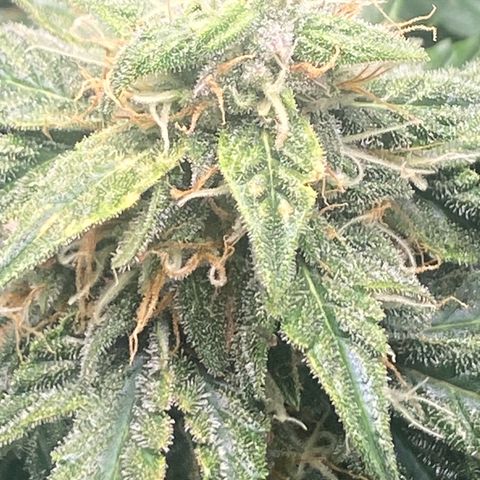 Milky Way F1 (Royal Queen Seeds) growlog timeline photo