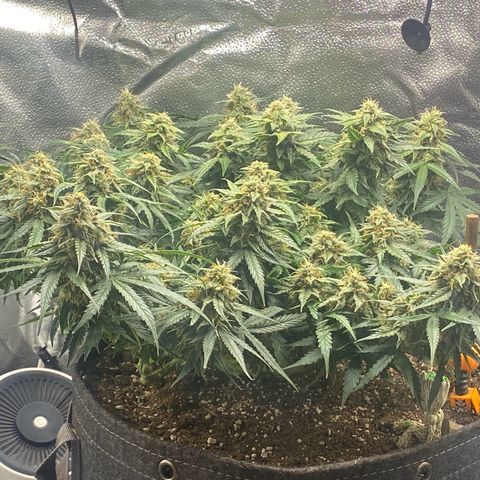 Milky Way F1 (Royal Queen Seeds) growlog timeline photo