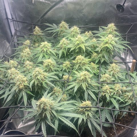 Milky Way F1 (Royal Queen Seeds) growlog timeline photo