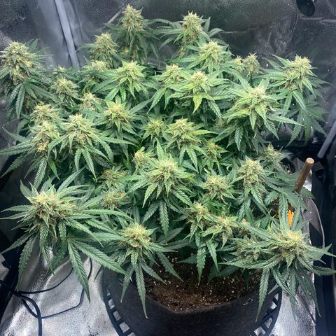 Milky Way F1 (Royal Queen Seeds) growlog timeline photo