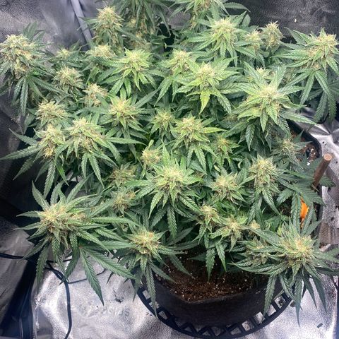 Milky Way F1 (Royal Queen Seeds) growlog timeline photo