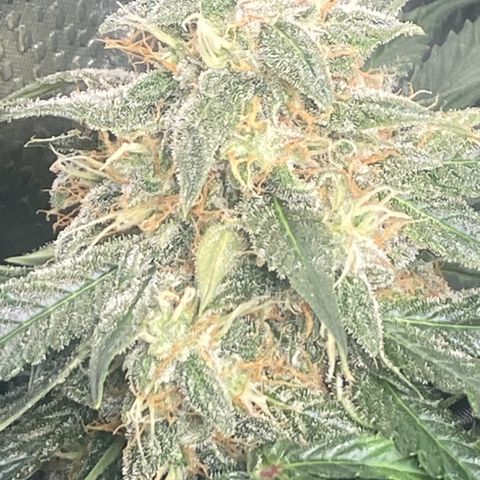 Milky Way F1 (Royal Queen Seeds) growlog timeline photo