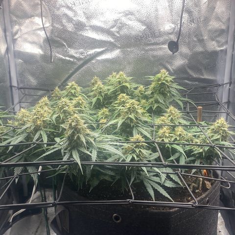 Milky Way F1 (Royal Queen Seeds) growlog timeline photo