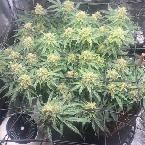Milky Way F1 (Royal Queen Seeds) growlog timeline photo