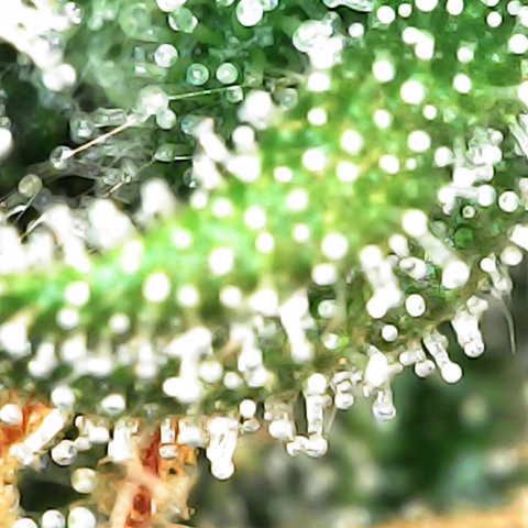 Milky Way F1 (Royal Queen Seeds) growlog timeline photo