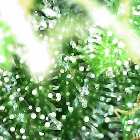 Milky Way F1 (Royal Queen Seeds) growlog timeline photo