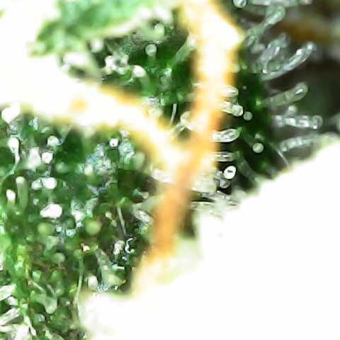 Milky Way F1 (Royal Queen Seeds) growlog timeline photo