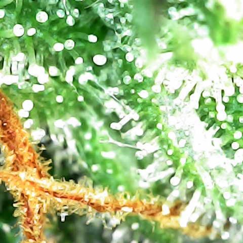 Milky Way F1 (Royal Queen Seeds) growlog timeline photo