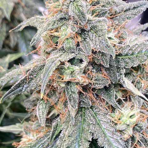 Milky Way F1 (Royal Queen Seeds) growlog timeline photo