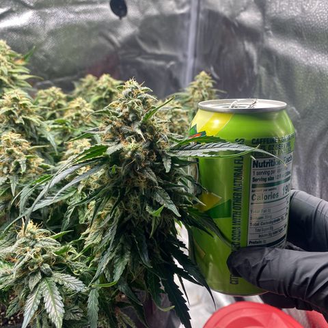 Milky Way F1 (Royal Queen Seeds) growlog timeline photo