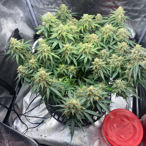 Milky Way F1 (Royal Queen Seeds) growlog timeline photo
