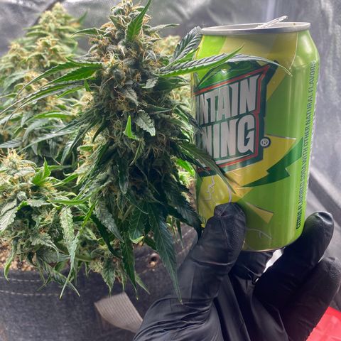 Milky Way F1 (Royal Queen Seeds) growlog timeline photo
