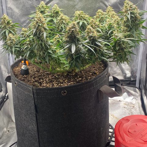 Milky Way F1 (Royal Queen Seeds) growlog timeline photo