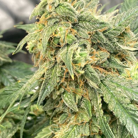 Milky Way F1 (Royal Queen Seeds) growlog timeline photo