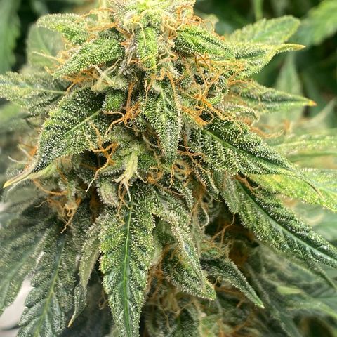 Milky Way F1 (Royal Queen Seeds) growlog timeline photo