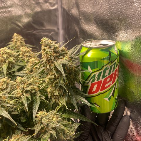 Milky Way F1 (Royal Queen Seeds) growlog timeline photo
