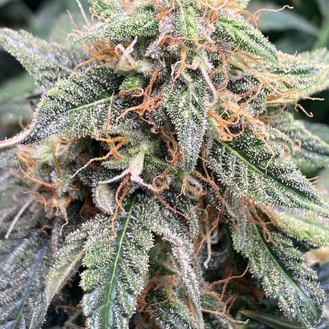 Milky Way F1 (Royal Queen Seeds) growlog timeline photo