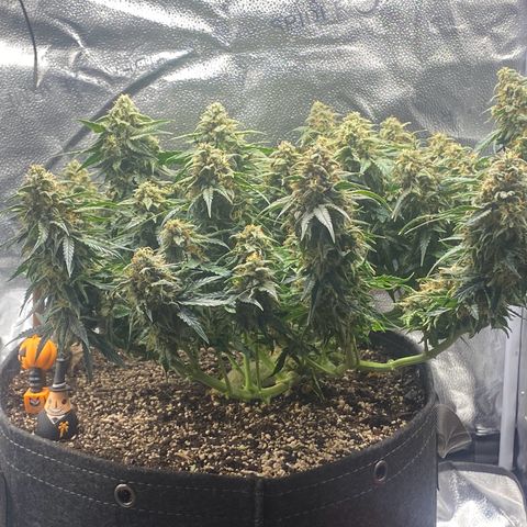 Milky Way F1 (Royal Queen Seeds) growlog timeline photo