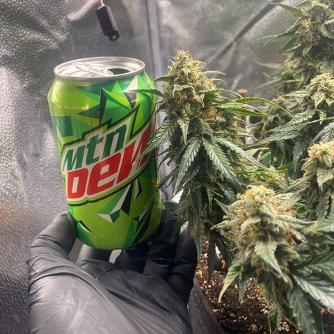 Milky Way F1 (Royal Queen Seeds) growlog timeline photo