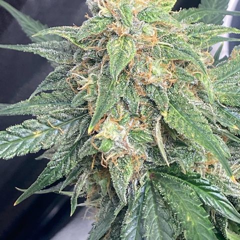 Milky Way F1 (Royal Queen Seeds) growlog timeline photo