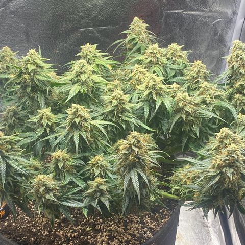 Milky Way F1 (Royal Queen Seeds) growlog timeline photo