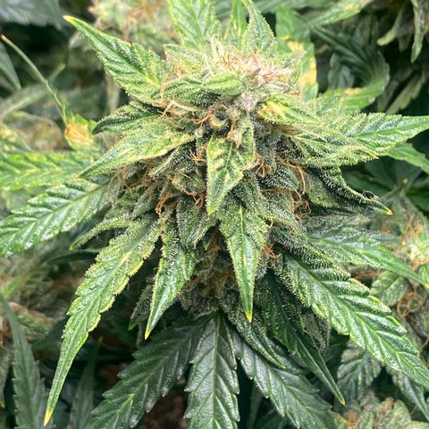 Milky Way F1 (Royal Queen Seeds) growlog timeline photo