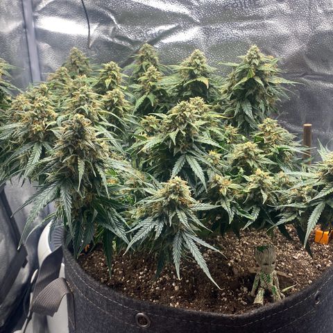 Milky Way F1 (Royal Queen Seeds) growlog timeline photo